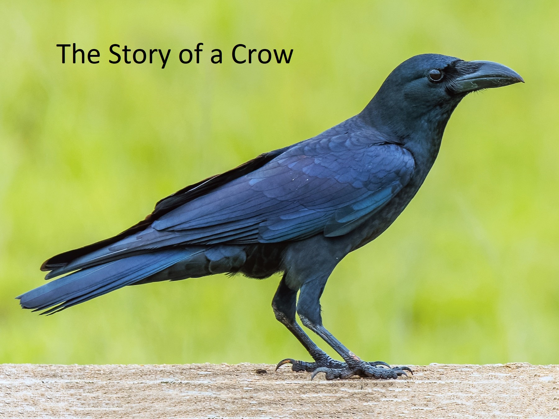 Secret of being happy from story of a crow